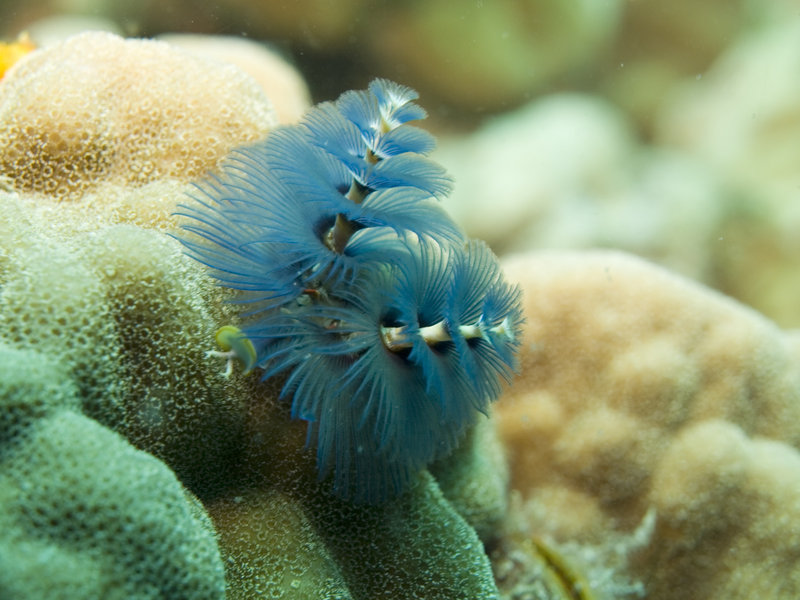 Christmas Tree Worm, White Rock